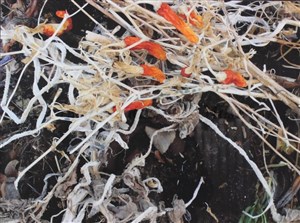 Image description is not available for 2013.117